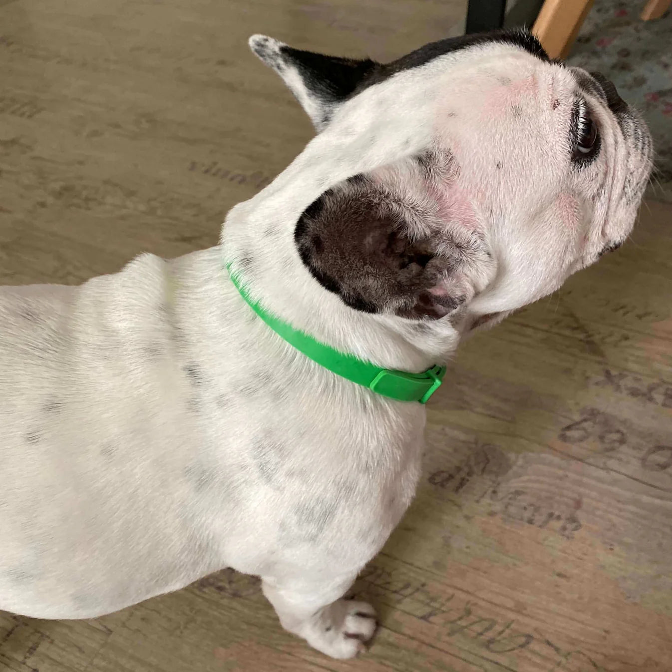 FurLife™ - 8 Months Flea and Tick Collar for Dogs