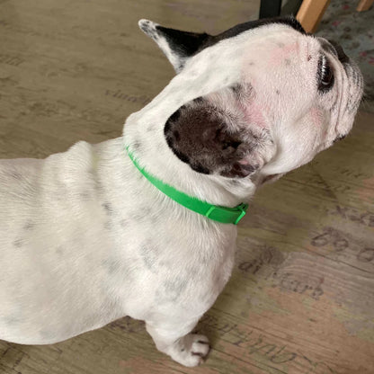 FurLife™ - 8 Months Flea and Tick Collar for Dogs