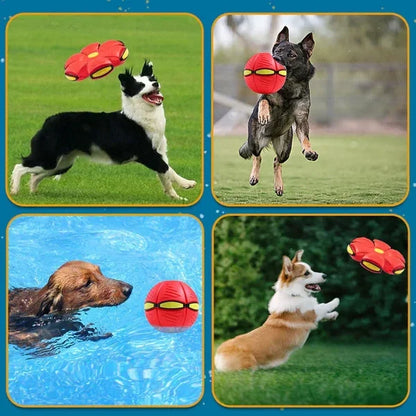 Doggy Disc Ball
