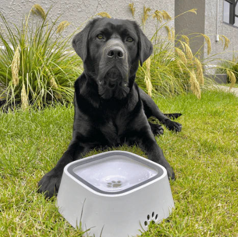 ELSPET™ Pet Water Bowl [1.5 Litre]
